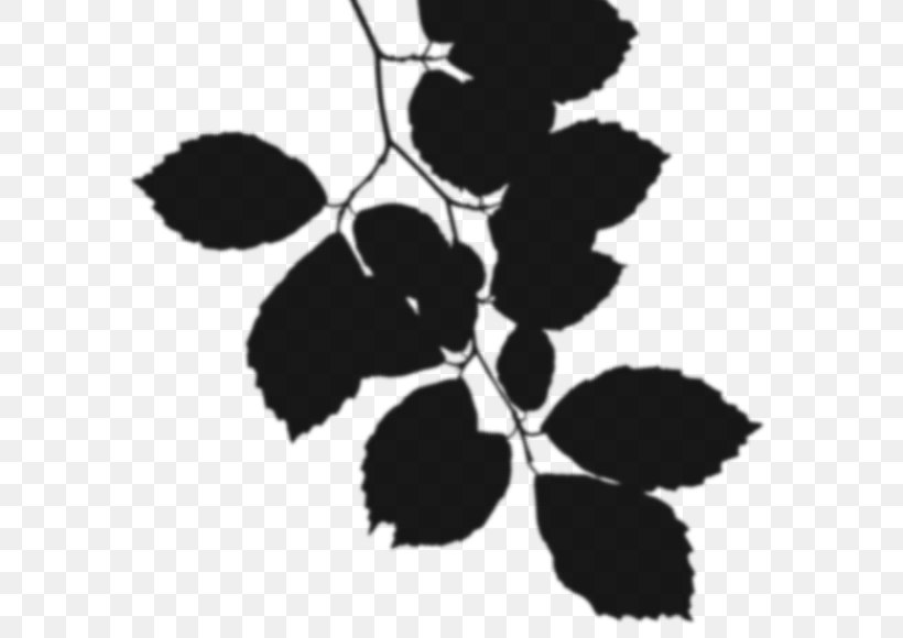 Black & White, PNG, 600x580px, Black White M, Blackandwhite, Botany, Branch, Flower Download Free