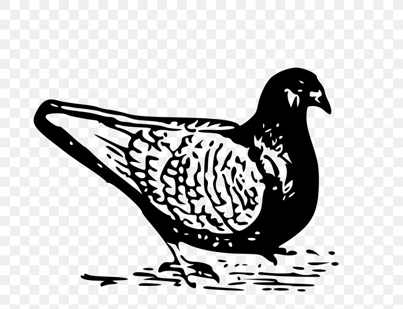 Columbidae Domestic Pigeon Bird, PNG, 800x629px, Columbidae, Beak, Bird, Black And White, Chicken Download Free