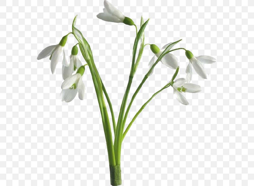 Flower Snowdrop Desktop Wallpaper Tulip, PNG, 582x600px, Flower, Color, Cut Flowers, Flowering Plant, Galanthus Download Free