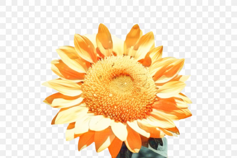 Flowers Background, PNG, 2444x1632px, Sunflower, Barberton Daisy, Bloom, Calendula, Chrysanthemum Download Free