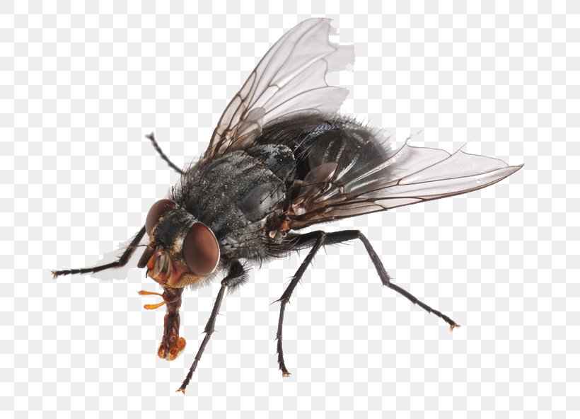 Insect Housefly Cockroach Pest, PNG, 777x592px, Cockroach, Arthropod, Bed Bug, Bee, Blow Flies Download Free