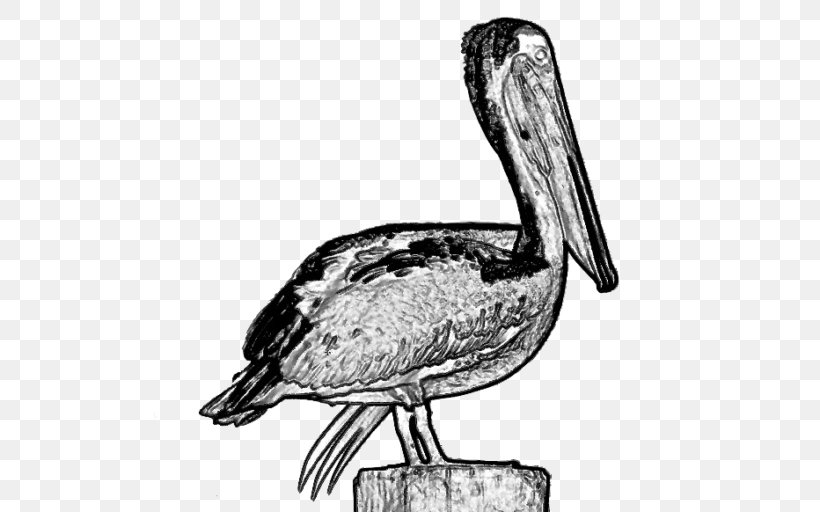 Pelican Bayou Heron Channel Water Bird Gulf Of Mexico, PNG, 512x512px, Pelican, Alabama, Anatidae, Beak, Bird Download Free