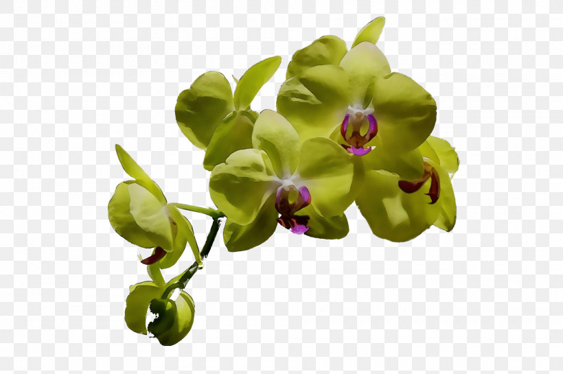 Plant Stem Flower Moth Orchids Orchids Plants, PNG, 1920x1278px, Watercolor, Biology, Flower, Moth Orchids, Orchids Download Free