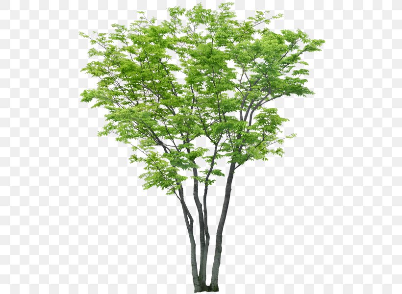 Tree Computer-aided Design Computer Software Clip Art, PNG, 520x600px, Tree, Architecture, Autocad, Branch, Computer Software Download Free