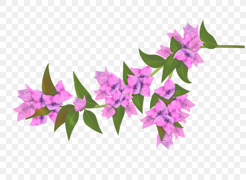 Bougainvillea Flower, PNG, 813x600px, Bougainvillea, Branch, Digital Image, Drawing, Floral Design Download Free