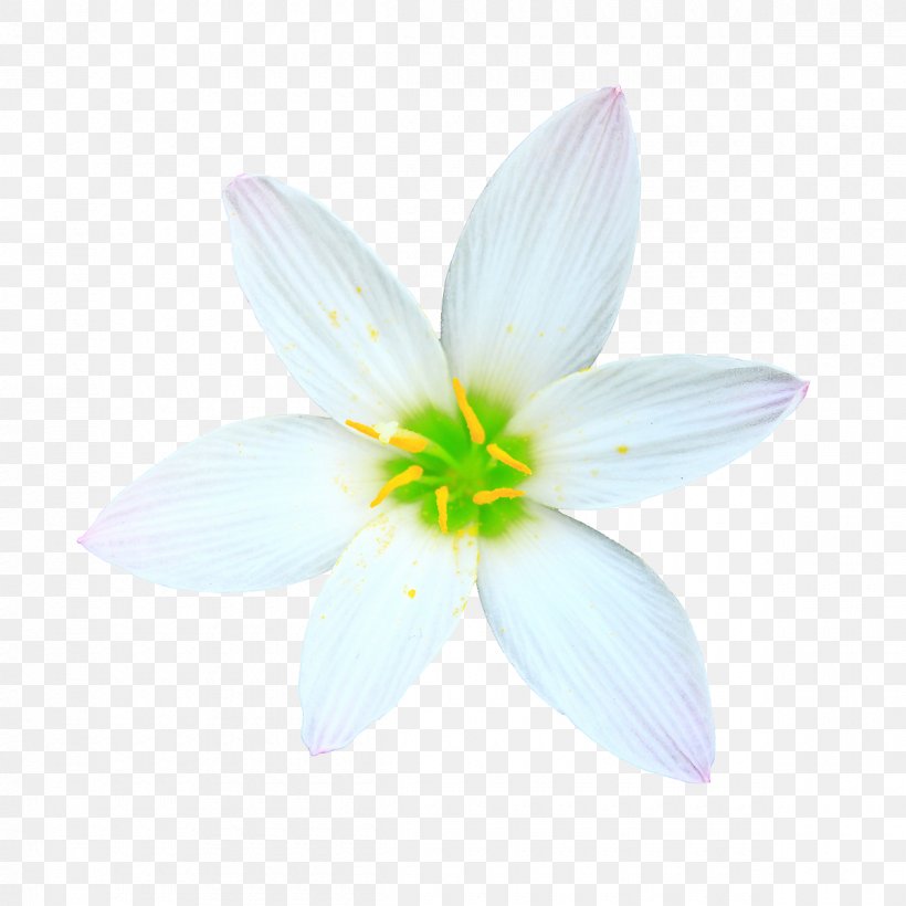 Flower Drawing Creativity, PNG, 1200x1200px, Flower, Abstraction, Animation, Cartoon, Creativity Download Free