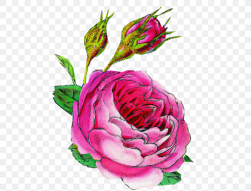 Garden Roses, PNG, 529x624px, Flower, China Rose, Common Peony, Cut Flowers, Floribunda Download Free
