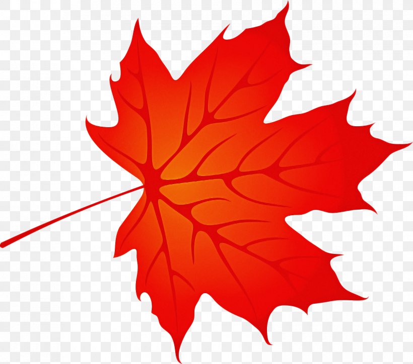 Maple Leaf, PNG, 1680x1485px, Leaf, Black Maple, Deciduous, Maple, Maple Leaf Download Free