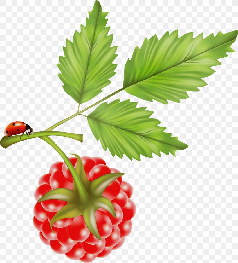 Strawberry, PNG, 2705x3000px, Watercolor, Alpine Strawberry, Berry, Flower, Flowering Plant Download Free