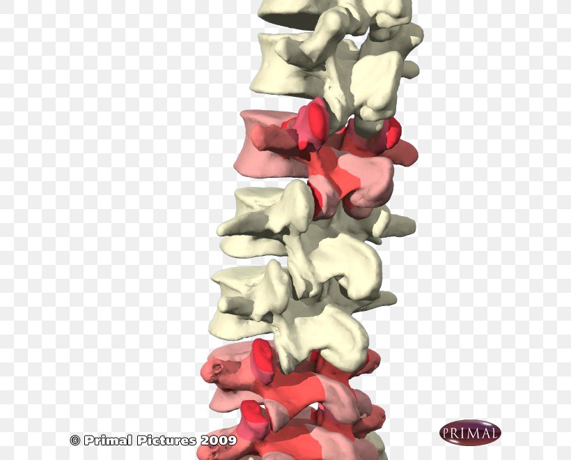 Facet Joint Lumbar Vertebrae Vertebral Column Cervical Vertebrae, PNG, 660x660px, Joint, Back Pain, Bone, Cartilage, Cervical Vertebrae Download Free
