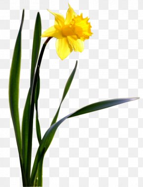 Daffodil Clip Art, PNG, 7065x8000px, Daffodil, Amaryllis Family, Cut ...