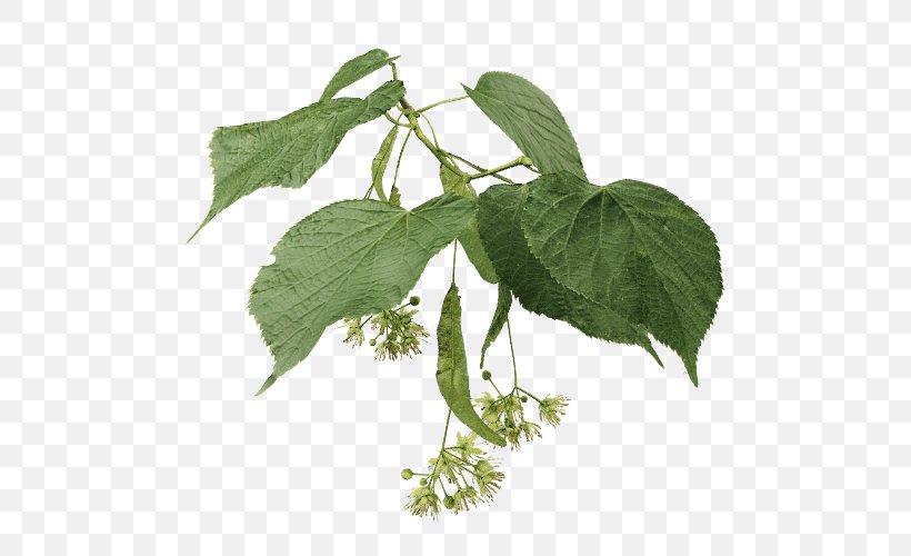Lindens Branch Tilia × Europaea Tree Ulmus Minor, PNG, 500x500px, Lindens, Branch, Broadleaved Tree, Bud, Dutch Elm Disease Download Free