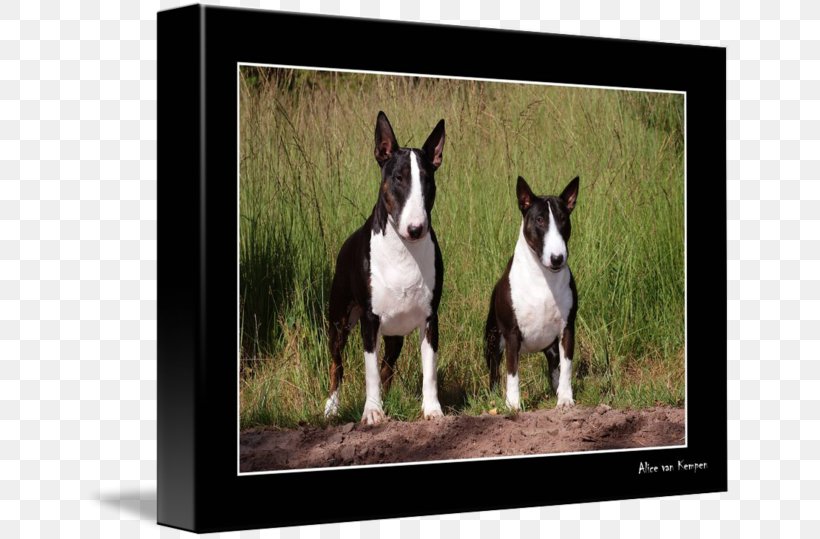 Miniature Bull Terrier Boston Terrier Dog Breed American Staffordshire Terrier, PNG, 650x539px, Bull Terrier, American Staffordshire Terrier, Animal, Boston Terrier, Breed Download Free