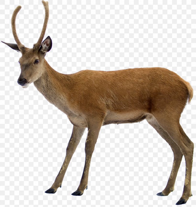 Reindeer Moose Clip Art, PNG, 1000x1060px, Deer, Antelope, Antler, Display Resolution, Fauna Download Free