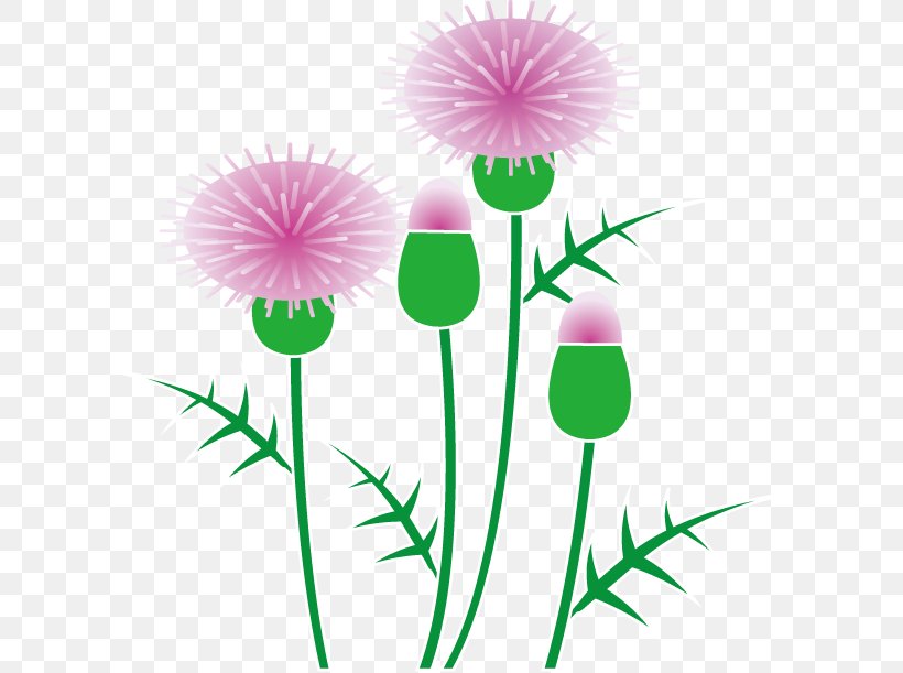 Scotland Milk Thistle Clip Art, PNG, 614x611px, Scotland, Artwork, Border Flowers, Creeping Thistle, Cut Flowers Download Free