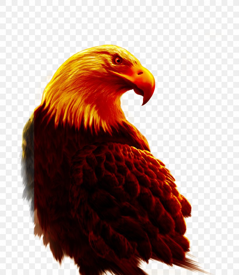 Eagle Bird Hawk, PNG, 1266x1452px, Eagle, Animal, Beak, Bird, Bird Of Prey Download Free