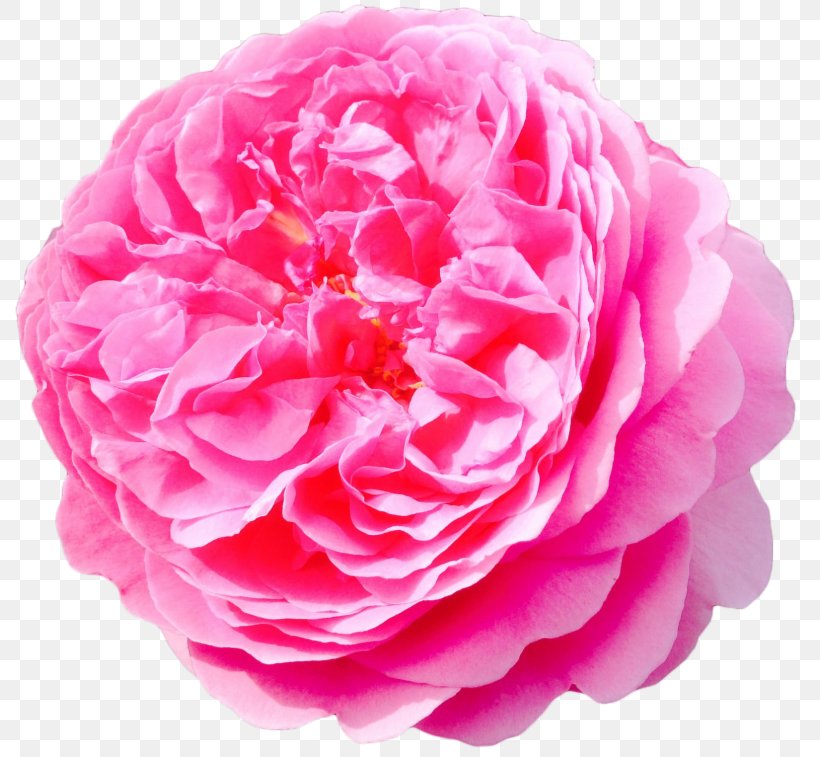 Flower Damask Rose Garden Roses, PNG, 800x757px, Flower, Camellia, Clipping Path, Cut Flowers, Damask Rose Download Free