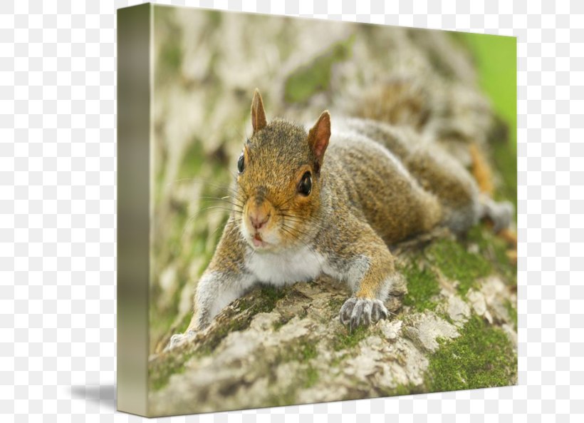 Fox Squirrel Chipmunk 02021 Whiskers, PNG, 650x593px, Fox Squirrel, Chipmunk, Fauna, Mammal, Rodent Download Free
