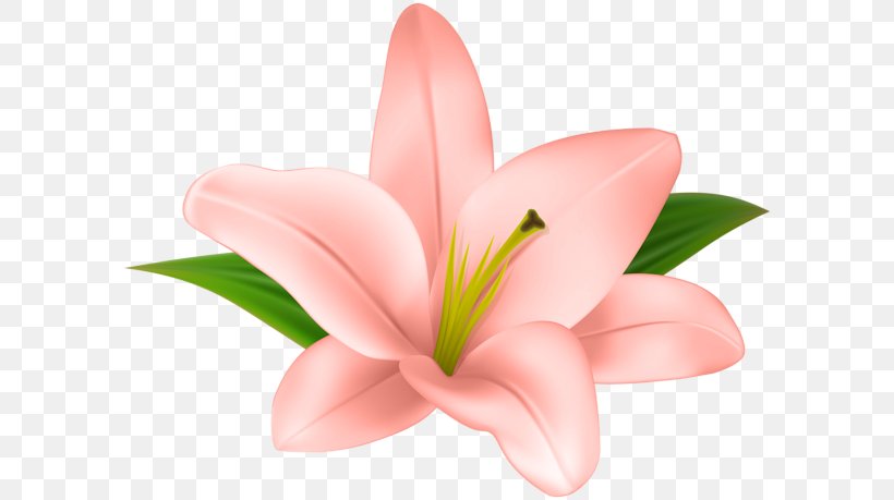 Lilium Flower Petal Clip Art, PNG, 600x459px, Lilium, Close Up, Cut Flowers, Floral Design, Flower Download Free