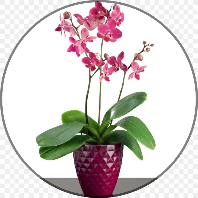 Moth Orchids Flowerpot Vrt, PNG, 1053x1053px, Moth Orchids, Cattleya, Cattleya Orchids, Ceramic, Cut Flowers Download Free