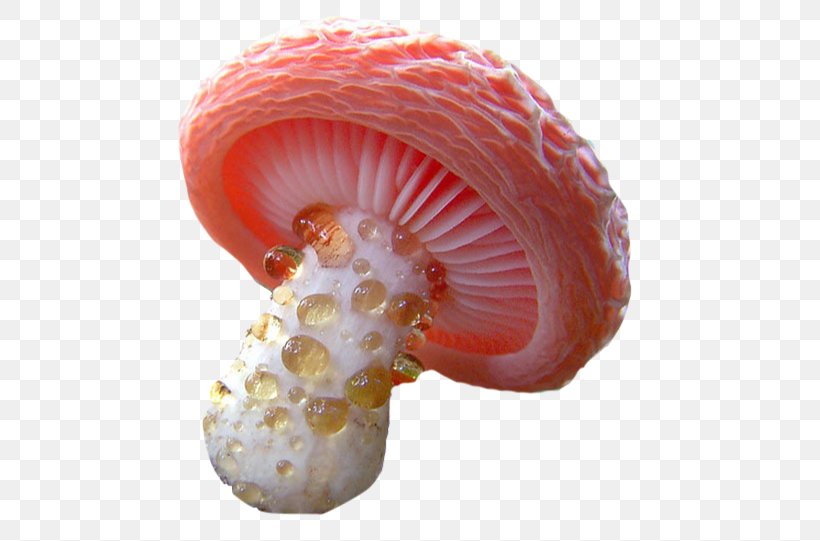 Mushroom Fungus Hydnellum Peckii Mollybella Midriaza, PNG, 534x541px, Mushroom, Agaricaceae, Apple Music, Candy Cap, Coral Download Free