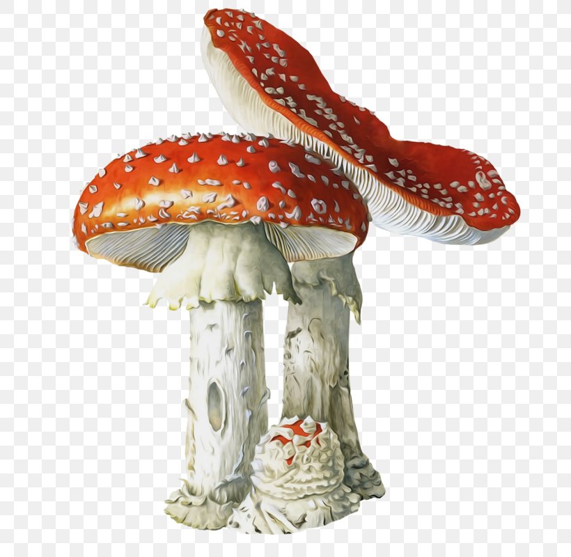 Poisonous Mushroom Fungus Amanita Muscaria Mushroom Poisoning, PNG, 693x800px, Mushroom, Amanita Muscaria, Calocybe Gambosa, Common Mushroom, Death Cap Download Free