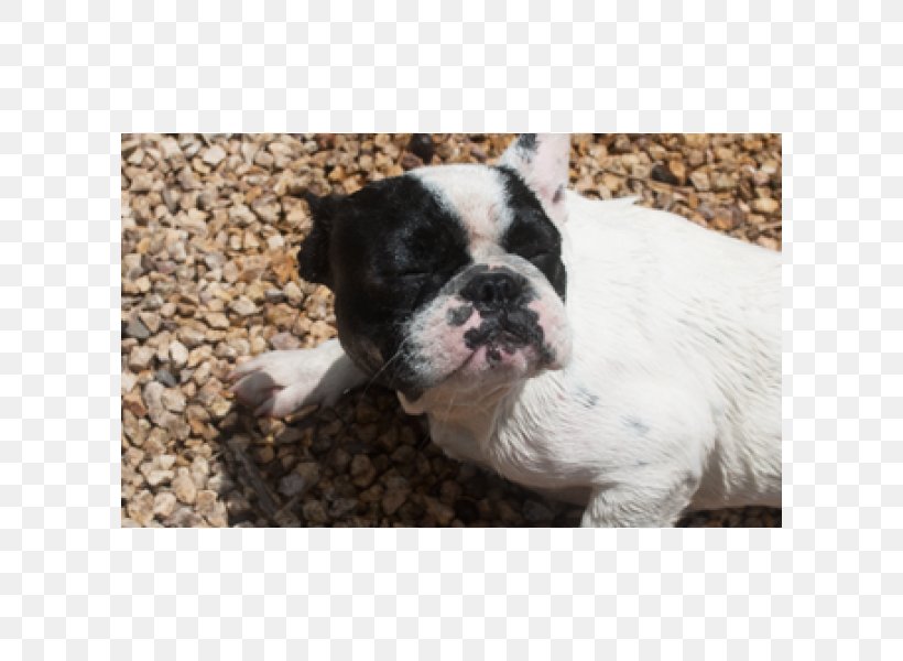 Toy Bulldog French Bulldog Boston Terrier Dog Breed, PNG, 600x600px, Toy Bulldog, Boston, Boston Terrier, Breed, Breed Group Dog Download Free