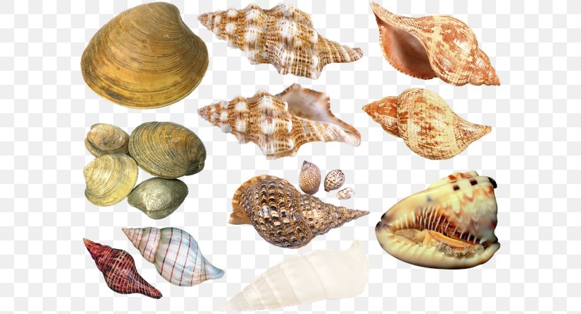 Cockle Seashell Conchology Sea Snail, PNG, 600x444px, Cockle, Clams Oysters Mussels And Scallops, Conch, Conchology, Molluscs Download Free
