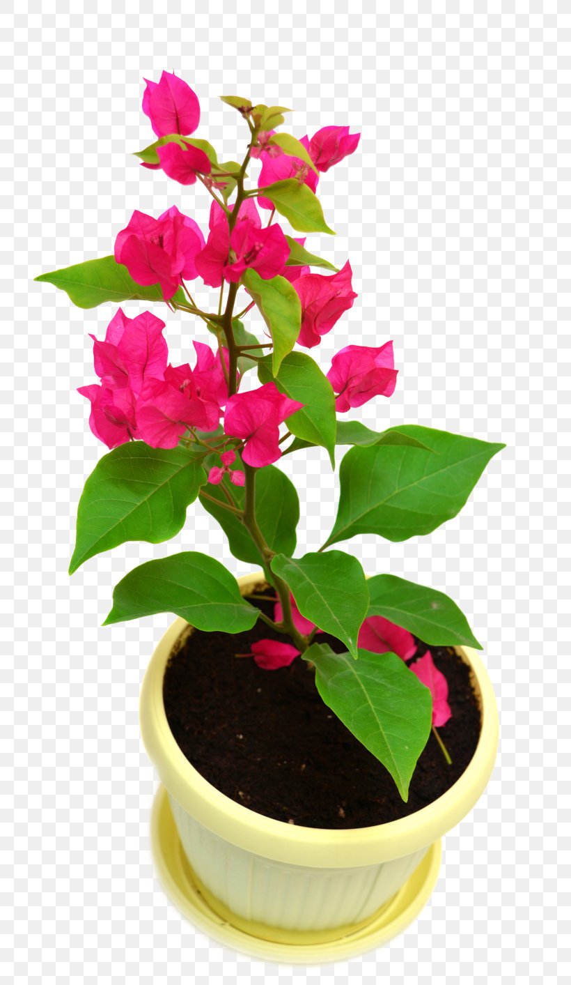 Houseplant Bougainvillea Glabra Vine Flowerpot, PNG, 800x1413px, Houseplant, Annual Plant, Bougainvillea, Bougainvillea Glabra, Fertilisation Download Free