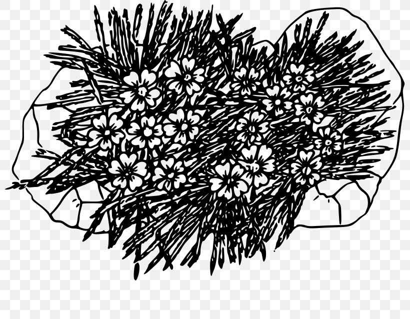 Moss Campion Color T-shirt Clip Art, PNG, 800x638px, Moss, Black And White, Branch, Color, Coloring Book Download Free