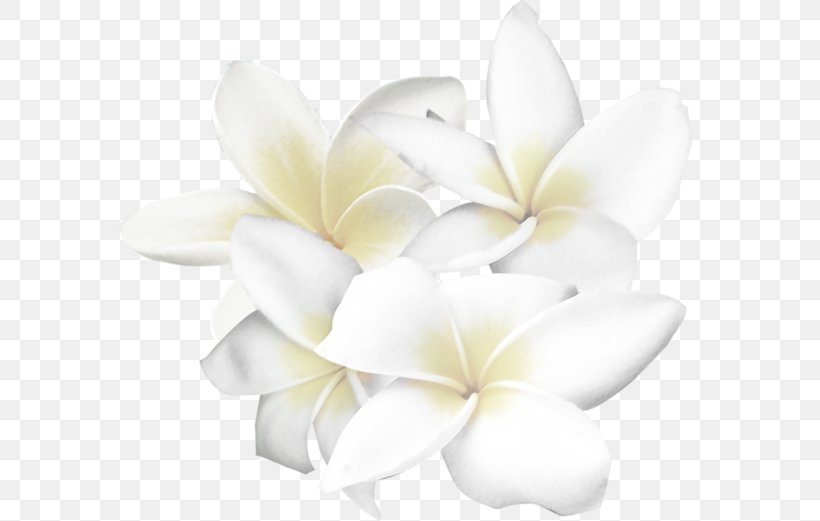 White Flower Clip Art, PNG, 600x521px, White, Black And White, Cut Flowers, Drawing, Fleur Blanche Download Free
