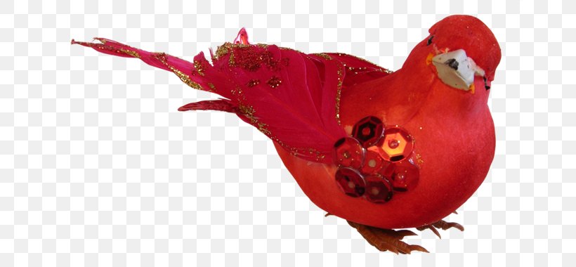 Birdcage Rooster, PNG, 670x380px, Bird, Animal, Beak, Birdcage, Chicken Download Free