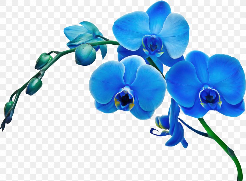 Flower Blue Moth Orchid Plant Flowering Plant, PNG, 1800x1324px, Flower, Blue, Dayflower, Flowering Plant, Moth Orchid Download Free