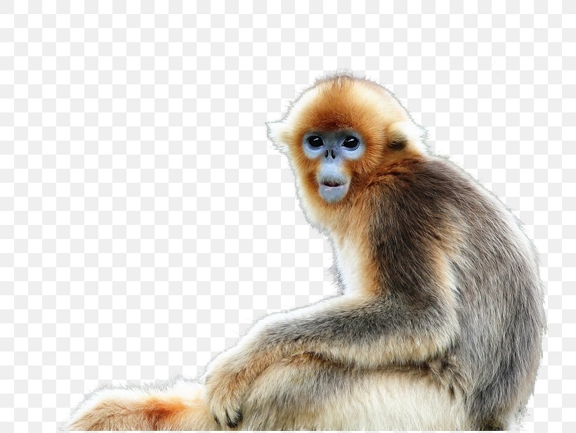 Macaque Snub-nosed Monkey, PNG, 773x616px, Macaque, Animal, Animal Sauvage, Cercopithecidae, Fauna Download Free