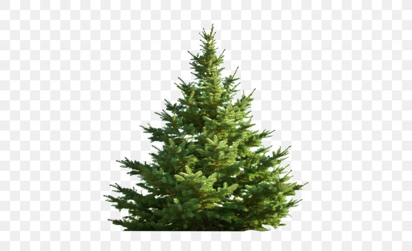 Nordmann Fir Christmas Tree Pine, PNG, 500x500px, Nordmann Fir, Biome, Chamaecyparis Lawsoniana, Christmas, Christmas Decoration Download Free