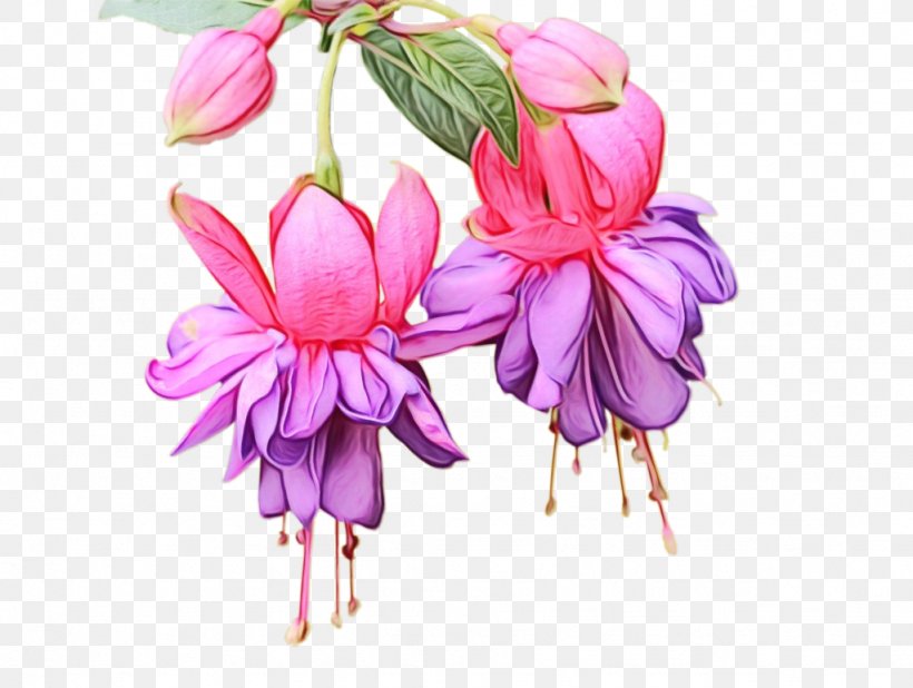 Pink Flower Cartoon, PNG, 1024x772px, Cut Flowers, Evening Primrose Family, Flower, Fuchsia, Magenta Download Free