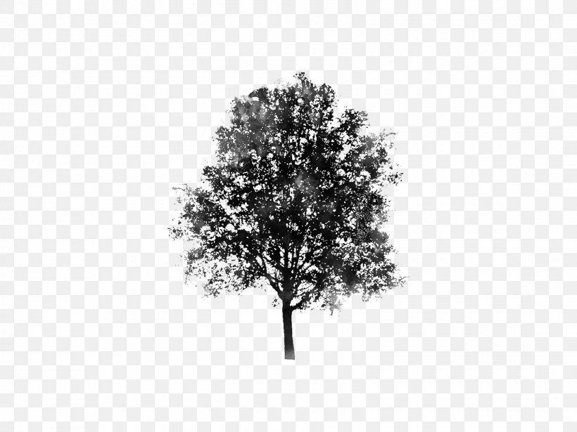 Branch Tree Pine Evergreen Woody Plant, PNG, 1600x1200px, Branch, Black And White, Drawing, Evergreen, Forest Download Free