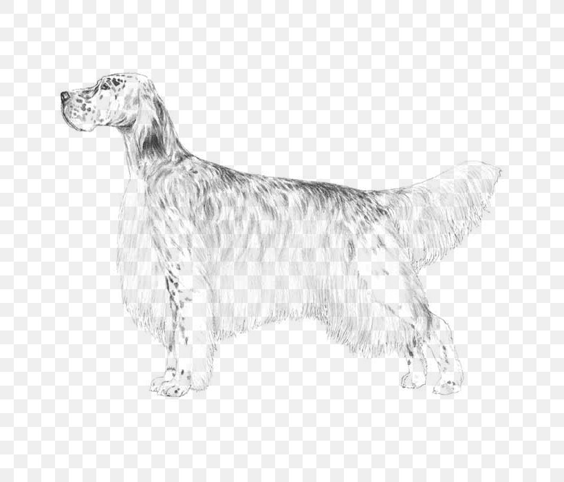 English Setter Dog Breed Spaniel Companion Dog, PNG, 700x700px, English Setter, Black And White, Breed, Carnivoran, Companion Dog Download Free