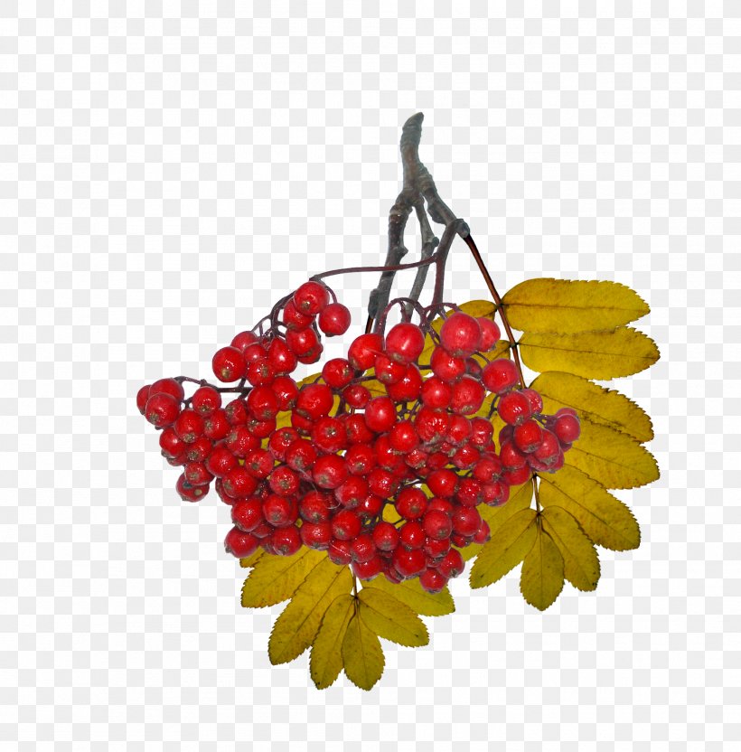 Leaf Autumn Food TEMA Foundation, PNG, 1911x1941px, Leaf, Autumn, Berry, Food, Fruit Download Free