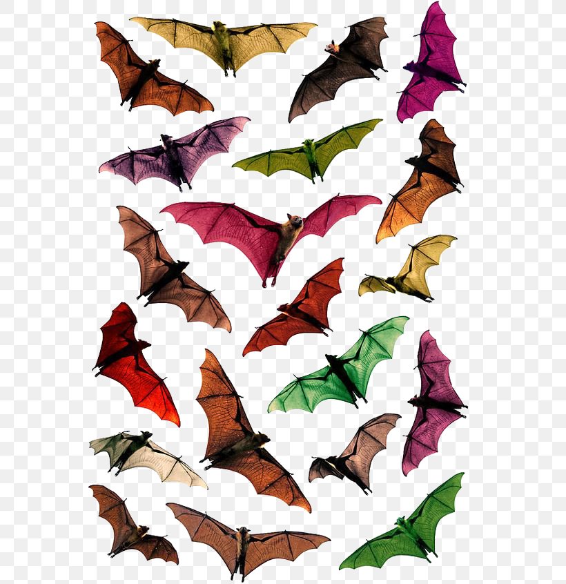 Megabat Flying Foxes Stock Photography, PNG, 564x846px, Bat, Butterfly, Flying Foxes, Invertebrate, Leaf Download Free