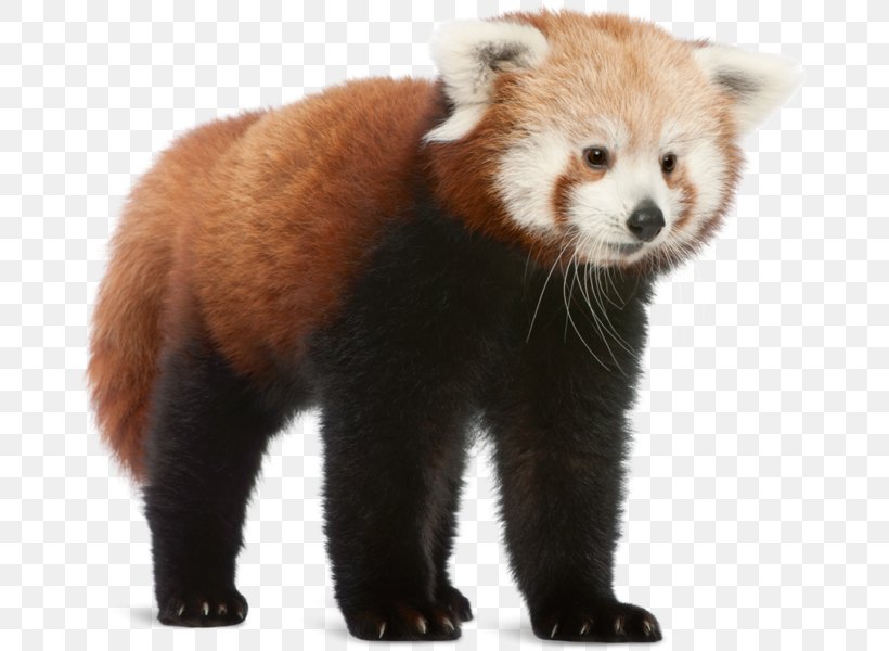 Red Panda Giant Panda Bear Cat Shutterstock, PNG, 676x600px, Red Panda, Ailurus, Bear, Carnivoran, Cat Download Free