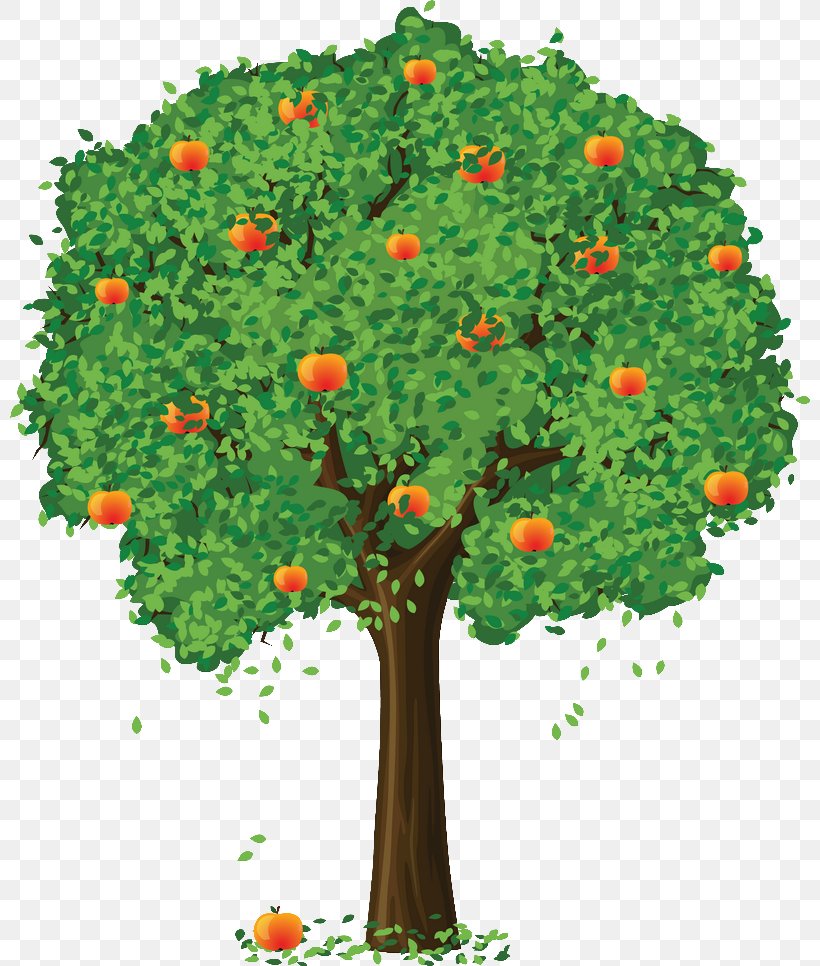 Apple Fruit Tree Clip Art, PNG, 800x966px, Apple, Branch, Document, Flower, Flowering Plant Download Free