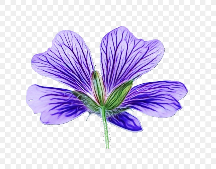 Flower Purple Violet Petal Plant, PNG, 640x640px, Watercolor, Crocus, Flower, Geraniaceae, Geraniales Download Free