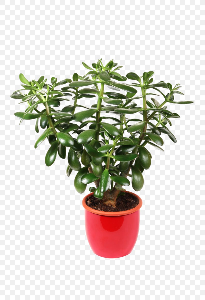 Jade Plant Houseplant Stock Photography Royalty-free Flowerpot, PNG, 800x1200px, Jade Plant, Evergreen, Flowerpot, Garden, Herb Download Free