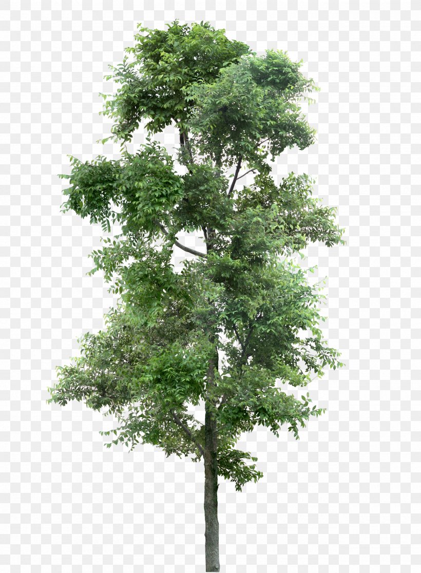 Larch Tree Populus Nigra Plant, PNG, 2560x3487px, Larch, Branch ...