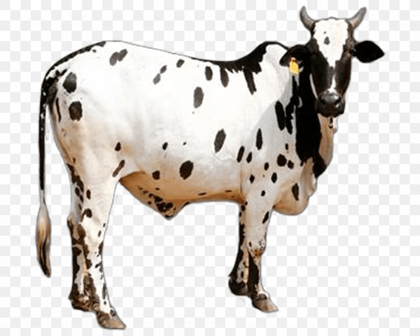 Dangi Cattle Gyr Cattle Khillari Cattle Sahiwal Cattle Deoni Cattle, PNG, 1000x800px, Dangi Cattle, Agriculture, Animal Figure, Breed, Bull Download Free