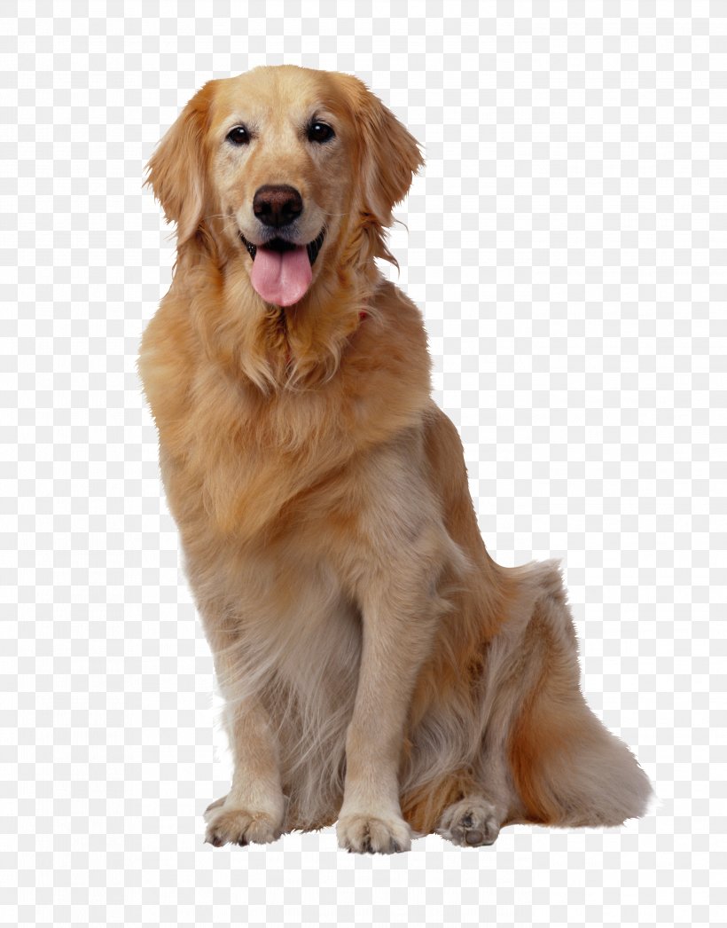 Golden Retriever Labrador Retriever Pet Sitting Puppy Purebred Dog, PNG, 2791x3563px, Golden Retriever, Animal, Carnivoran, Coat, Companion Dog Download Free