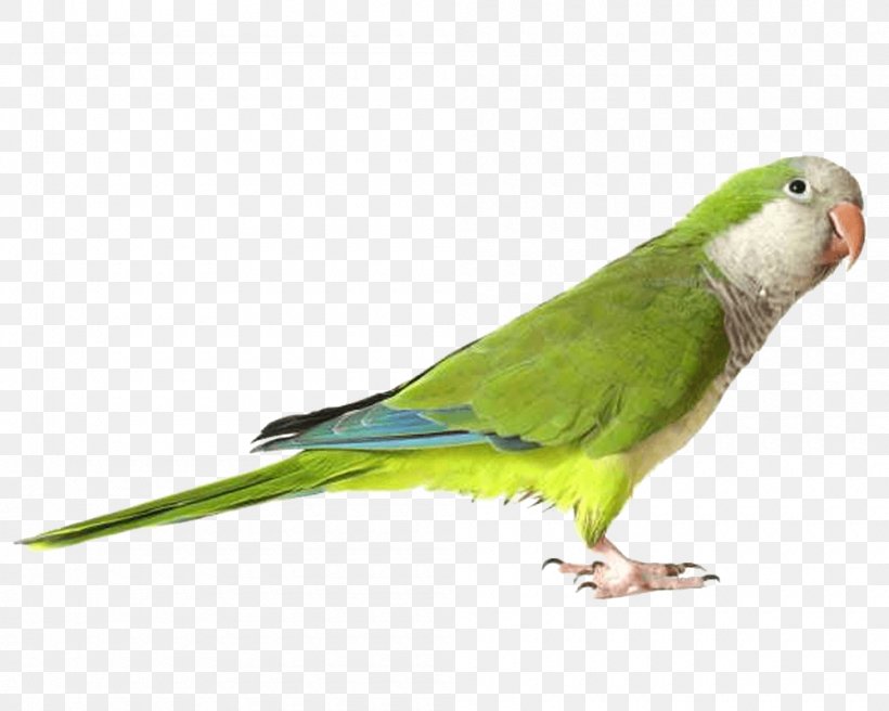 Parrot Download, PNG, 1000x800px, Parrot, Beak, Bird, Budgerigar, Common Pet Parakeet Download Free