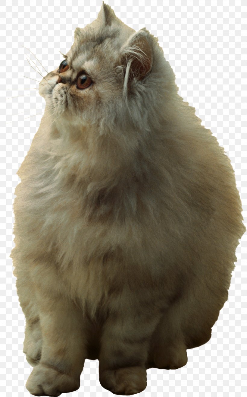 Persian Cat Asian Semi-longhair British Semi-longhair Norwegian Forest Cat Cymric, PNG, 1635x2624px, Persian Cat, Asian Semi Longhair, Asian Semilonghair, British Semi Longhair, British Semilonghair Download Free