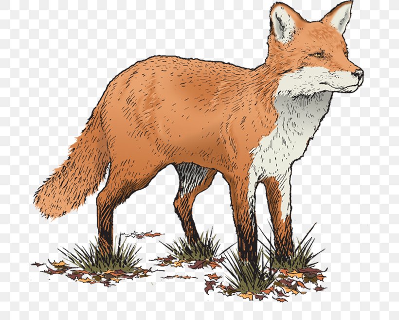 Red Fox Greeting & Note Cards Fur, PNG, 693x658px, Red Fox, Amazon Prime, Amazoncom, Animal, Carnivoran Download Free